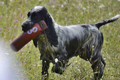 Cocker Spaniel